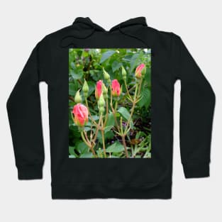 pink rose buds Hoodie